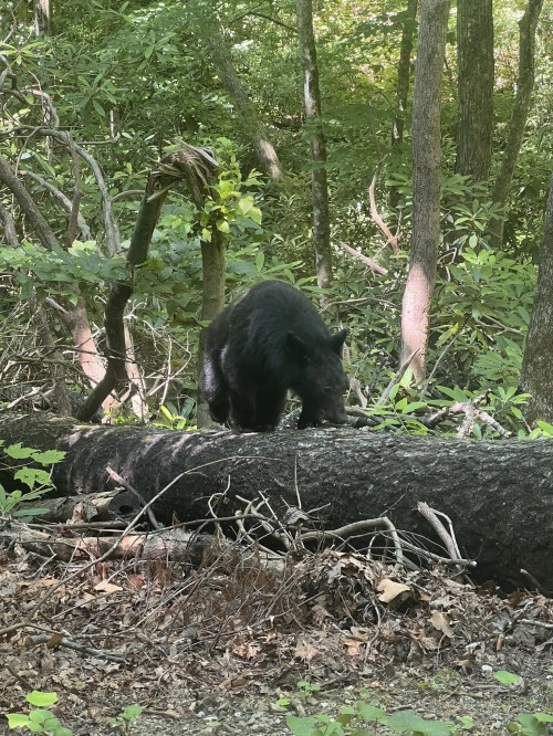 A black bear walks along a fallen log in a lush, green forest. Sunlight filters through the trees.