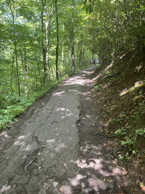 A narrow, winding path through a lush green forest, with dappled sunlight filtering through the trees.