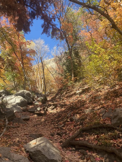 A scenic trail surrounded by vibrant autumn foliage and rocky terrain under a clear blue sky.