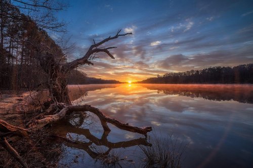 A serene river at sunrise, with mist rising and a tree branch extending over the water, surrounded by trees.