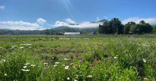 A scenic landscape featuring a field of wildflowers, mountains in the background, and a clear blue sky with clouds.