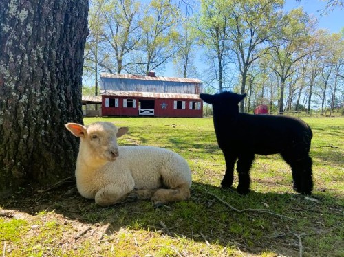 Two lambs, one white and one black, rest under a tree with a red barn in the background on a sunny day.