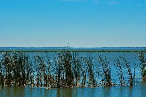 A serene lake scene with tall grasses along the water's edge under a clear blue sky.