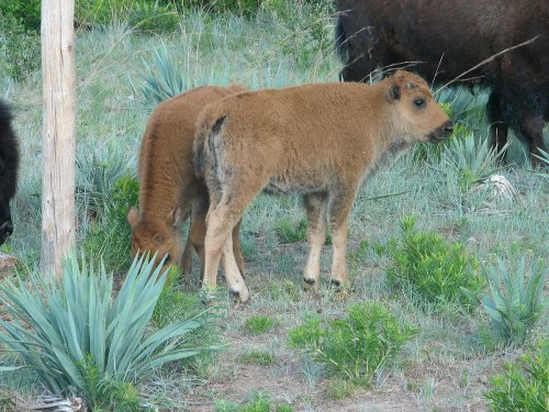 Two young bison calves grazing in a grassy area with shrubs and plants.