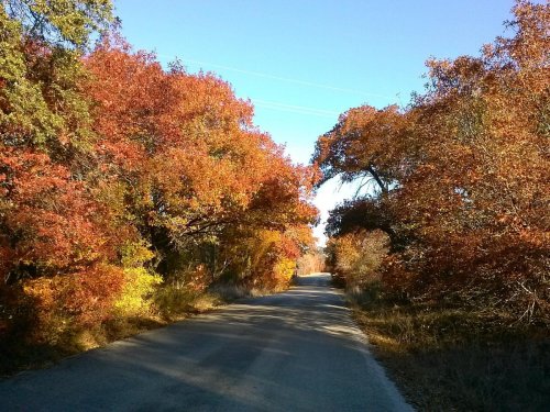 A serene road surrounded by vibrant autumn foliage in shades of orange and yellow under a clear blue sky.