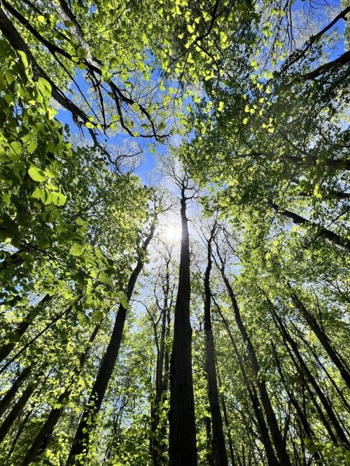 Looking up at tall trees with vibrant green leaves against a bright blue sky and sunlight filtering through.