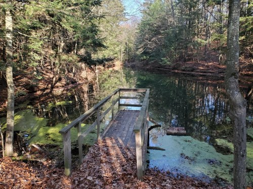 A wooden bridge extends over a calm, green-tinted pond surrounded by trees and fallen leaves.