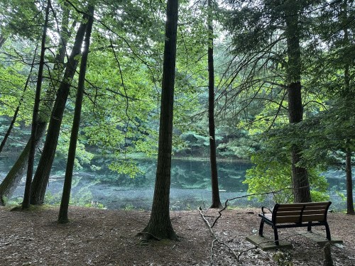 A serene forest scene with a bench by a calm, reflective pond surrounded by lush green trees.