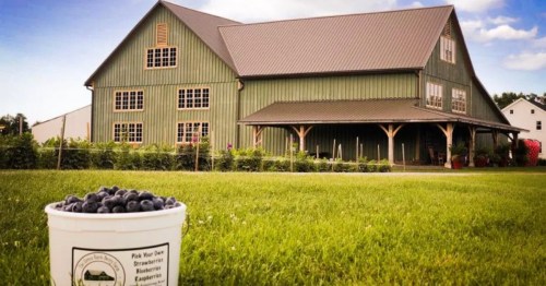 A white bucket of blueberries with a big green barn in the distance under a blue sky at a U-Pick berry farm in PA.