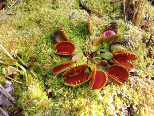 A vibrant Venus flytrap with red traps growing on lush green moss.
