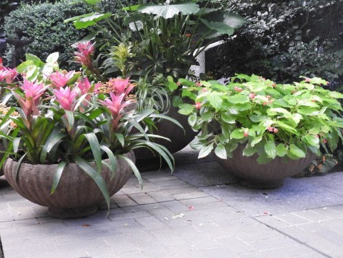 Colorful pink flowers and lush green plants in decorative stone pots on a paved surface, surrounded by greenery.