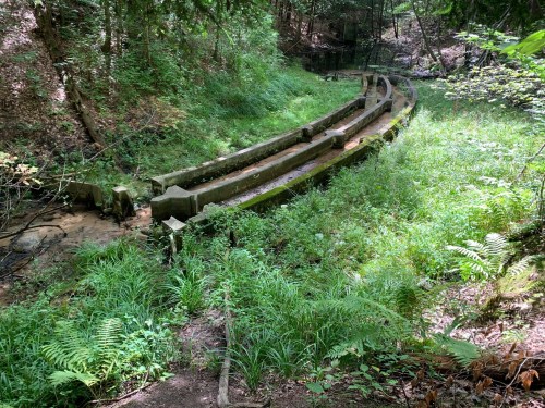 A winding, moss-covered wooden structure in a lush green forest, surrounded by ferns and trees.