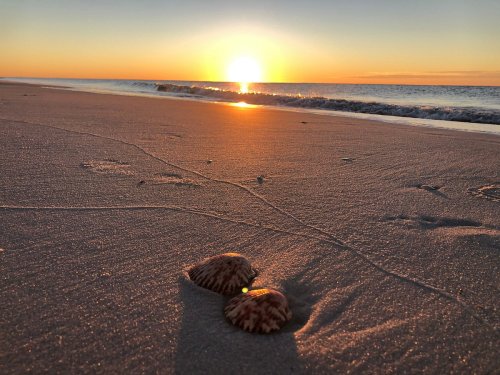 Two seashells on a sandy beach with gentle waves, illuminated by a vibrant sunset in the background.