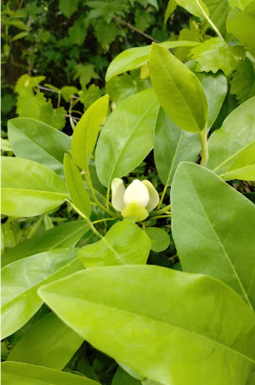 A close-up of a white flower bud surrounded by vibrant green leaves.