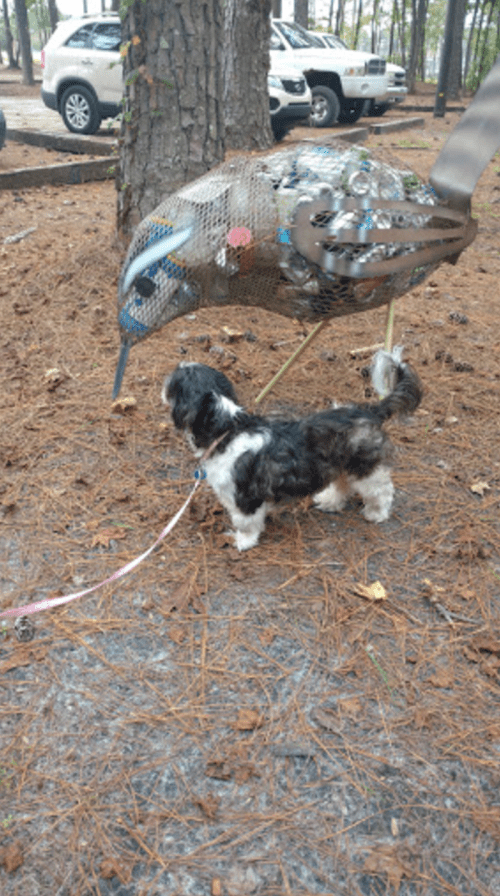 A small dog curiously approaches a large metal bird sculpture in a wooded area. Pine needles cover the ground.