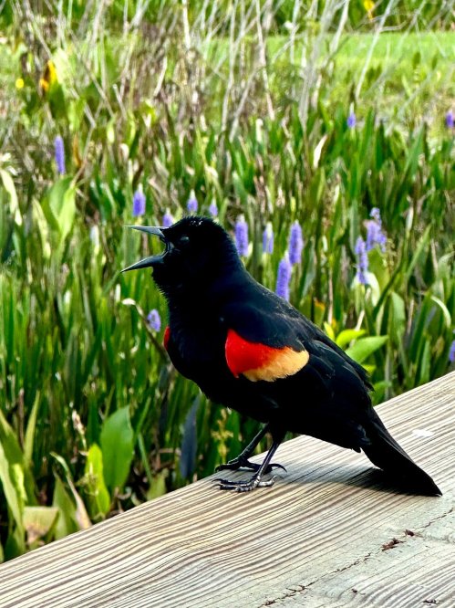 A black bird with red and yellow patches perched on a wooden surface, surrounded by green foliage and purple flowers.