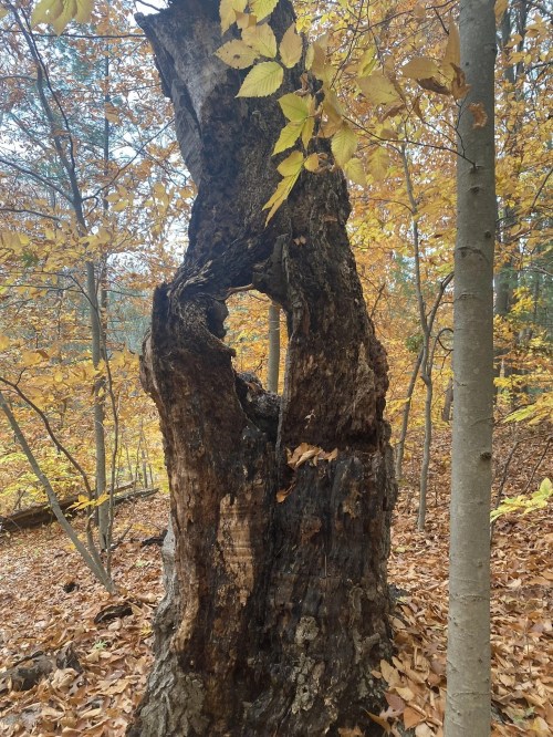 A weathered tree trunk with a hollowed section, surrounded by autumn leaves and trees in a forest setting.