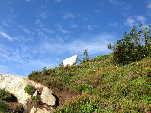 A white goat stands on a grassy hillside adorned with colorful wildflowers under a blue sky.