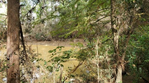 A serene forest scene with trees surrounding a muddy riverbank, partially obscured by lush greenery.