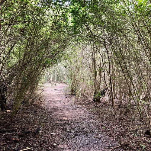 A narrow, winding path through a dense, green forest with overhanging branches and soft earth underfoot.