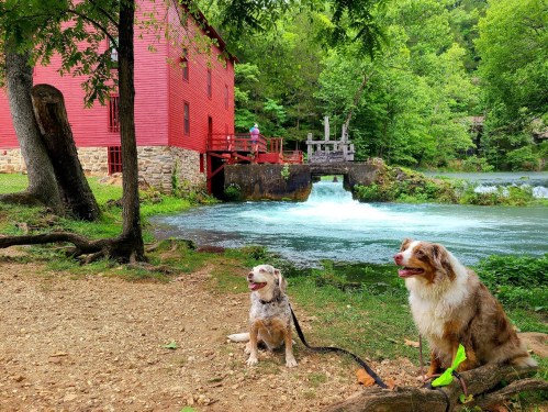 Two dogs sit on a grassy area near a river, with a red building and lush green trees in the background.