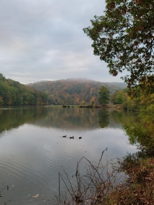 A serene lake surrounded by trees, with ducks swimming peacefully on the water's surface under a cloudy sky.