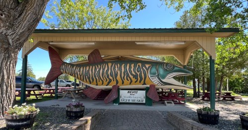 Giant colorful tiger muskie statue under a pavilion in Nevis, Minnesota, known as the world's largest.
