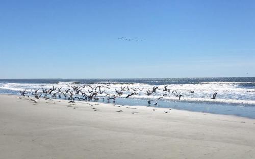 A flock of birds takes flight over a sandy beach with gentle waves under a clear blue sky.