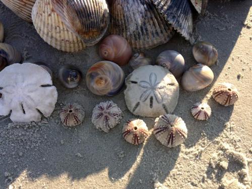 A variety of seashells, including sand dollars and other shells, scattered on sandy beach.