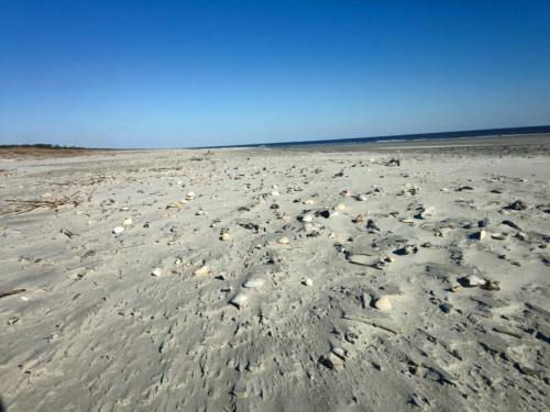 A sandy beach with scattered seashells and driftwood under a clear blue sky and calm ocean waves in the background.