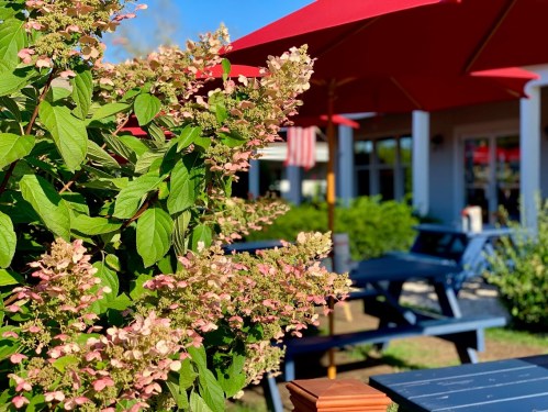 A vibrant garden scene featuring pink flowers, red umbrellas, and blue picnic tables in a sunny outdoor setting.