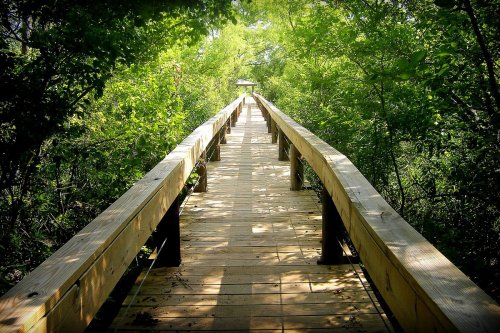A wooden boardwalk stretches through lush greenery, leading into a serene natural setting.