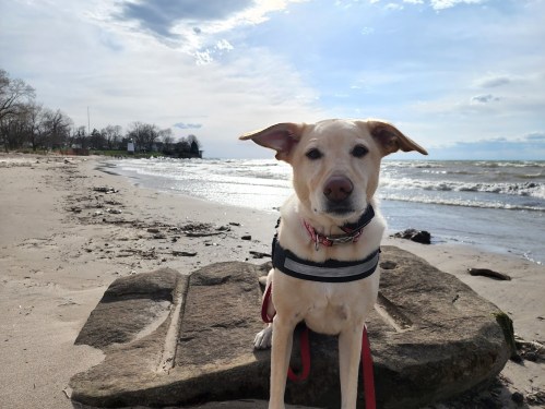 A dog sits on a rock by the beach, with waves and a cloudy sky in the background.
