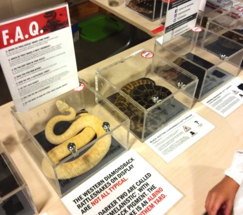 Display of snakes in clear cases, with informational signs about the Western Diamondback Rattlesnake and its variations.