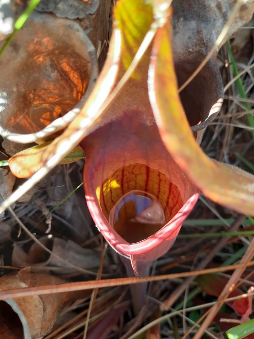 Close-up of a colorful pitcher plant with a liquid-filled cavity, surrounded by grass and fallen leaves.