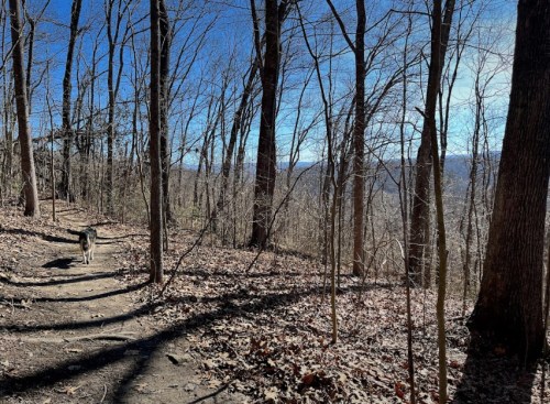 A dog walks along a dirt path in a wooded area with bare trees and a clear blue sky in the background.