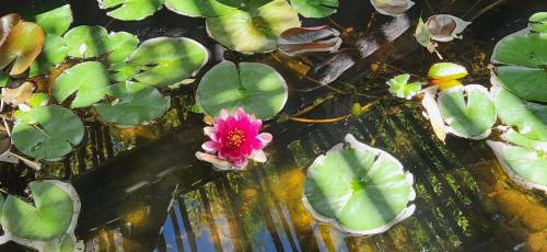 A vibrant pink water lily blooms among green lily pads on a tranquil pond, with reflections of trees above.
