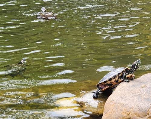 A turtle sunbathing on a rock by a pond, with a duck swimming in the background.