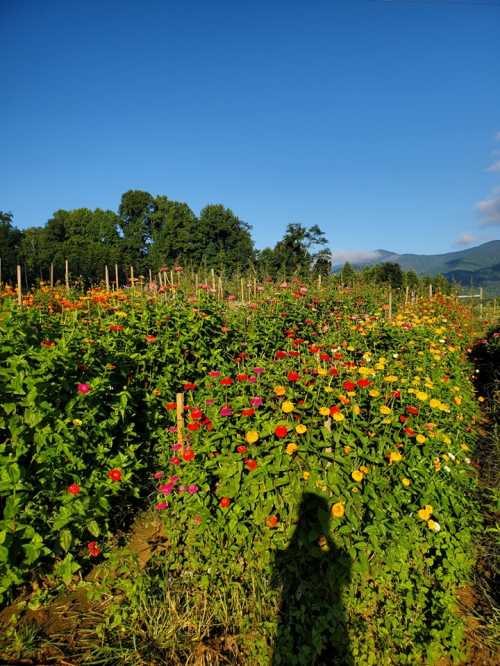 A vibrant flower field with colorful blooms under a clear blue sky, featuring a shadow of a person in the foreground.