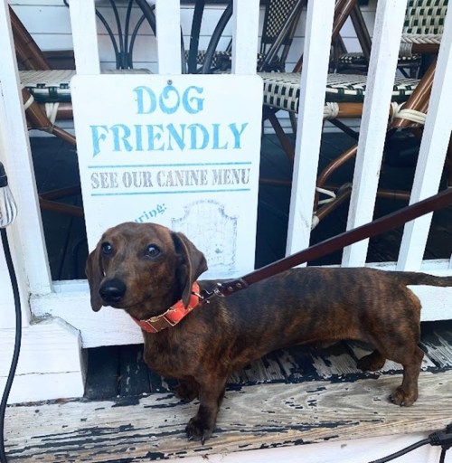 A brown brindle dachshund stands beside a sign that reads "Dog Friendly" near outdoor seating.