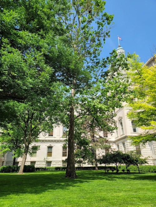 A sunny day in a park with lush green trees and a historic building in the background.