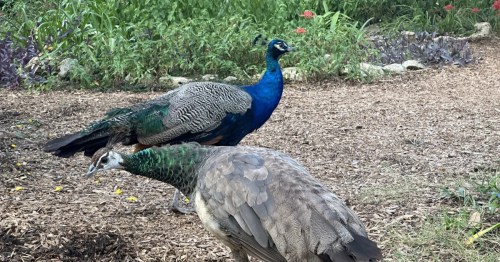 a peacock and a pea hen at mayfield park in austin texas