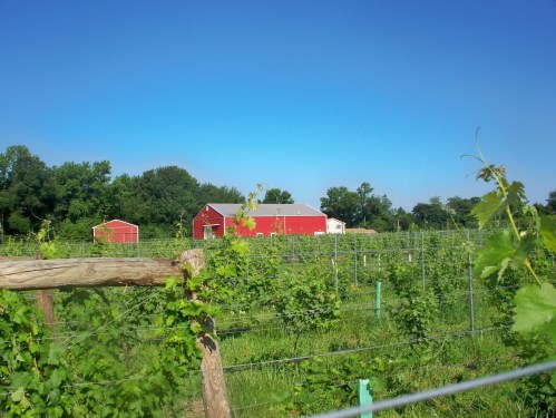A red barn and shed surrounded by lush green vineyards under a clear blue sky.