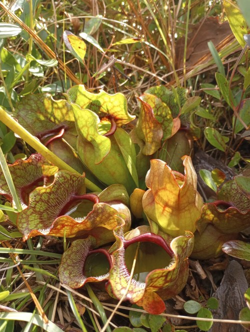 A cluster of vibrant, green and red pitcher plants nestled among grass and foliage in a natural setting.