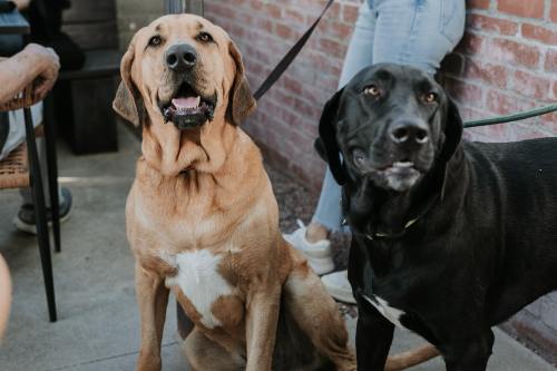 Two dogs, one brown and one black, sit side by side on a patio, both looking curiously at the camera.