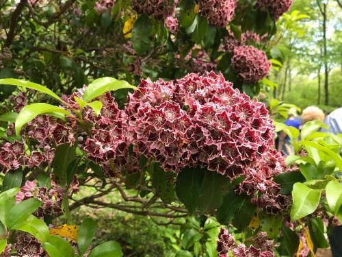 A cluster of pink and maroon flowers surrounded by green leaves in a lush garden setting.