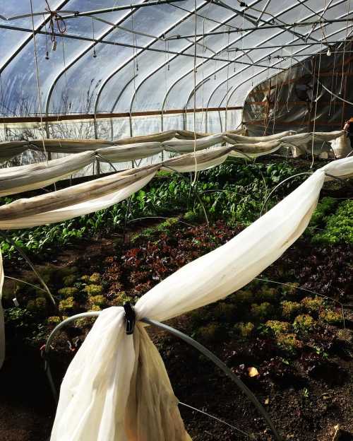 A greenhouse interior with rows of leafy greens covered by white fabric for protection. Sunlight filters through.