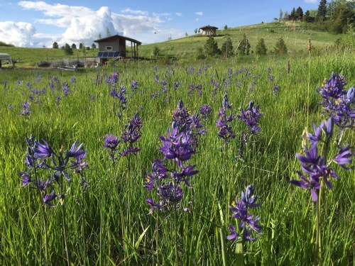 A field of purple flowers in a green landscape, with a house and trees in the background under a blue sky.