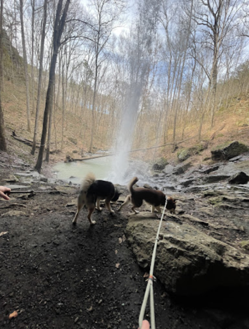 Two dogs explore a rocky area near a waterfall, surrounded by trees and a serene landscape.