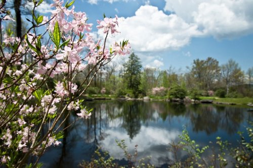 A serene pond surrounded by blooming pink flowers and lush greenery under a blue sky with fluffy clouds.